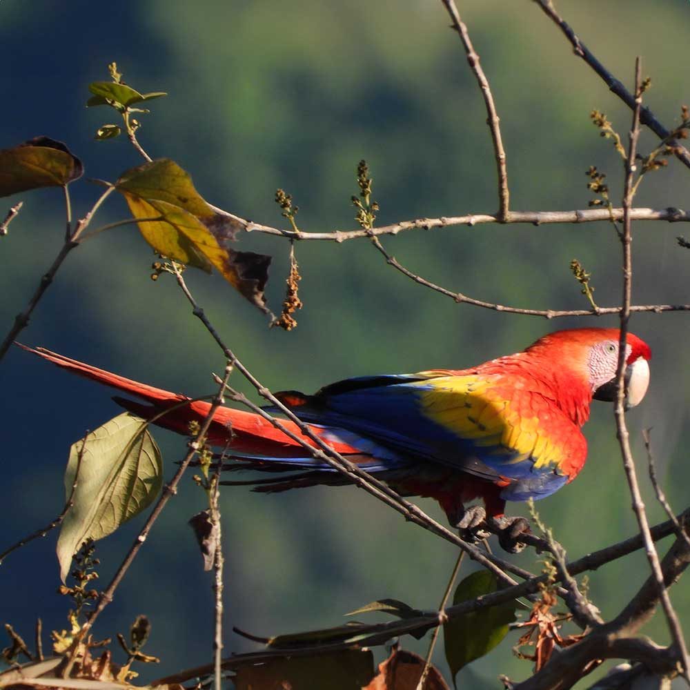 Birdwatching — Manuel Antonio, Costa Rica