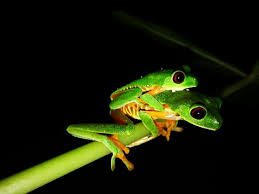Jungle Night Walk — Manuel Antonio, Costa Rica