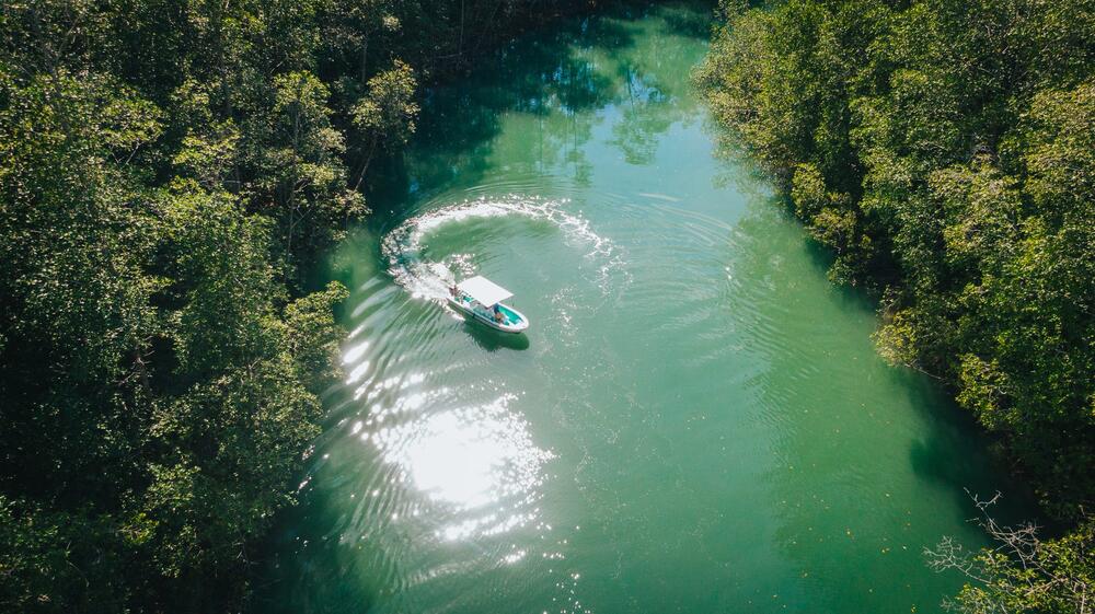 Mangrove Tour — Manuel Antonio, Costa Rica